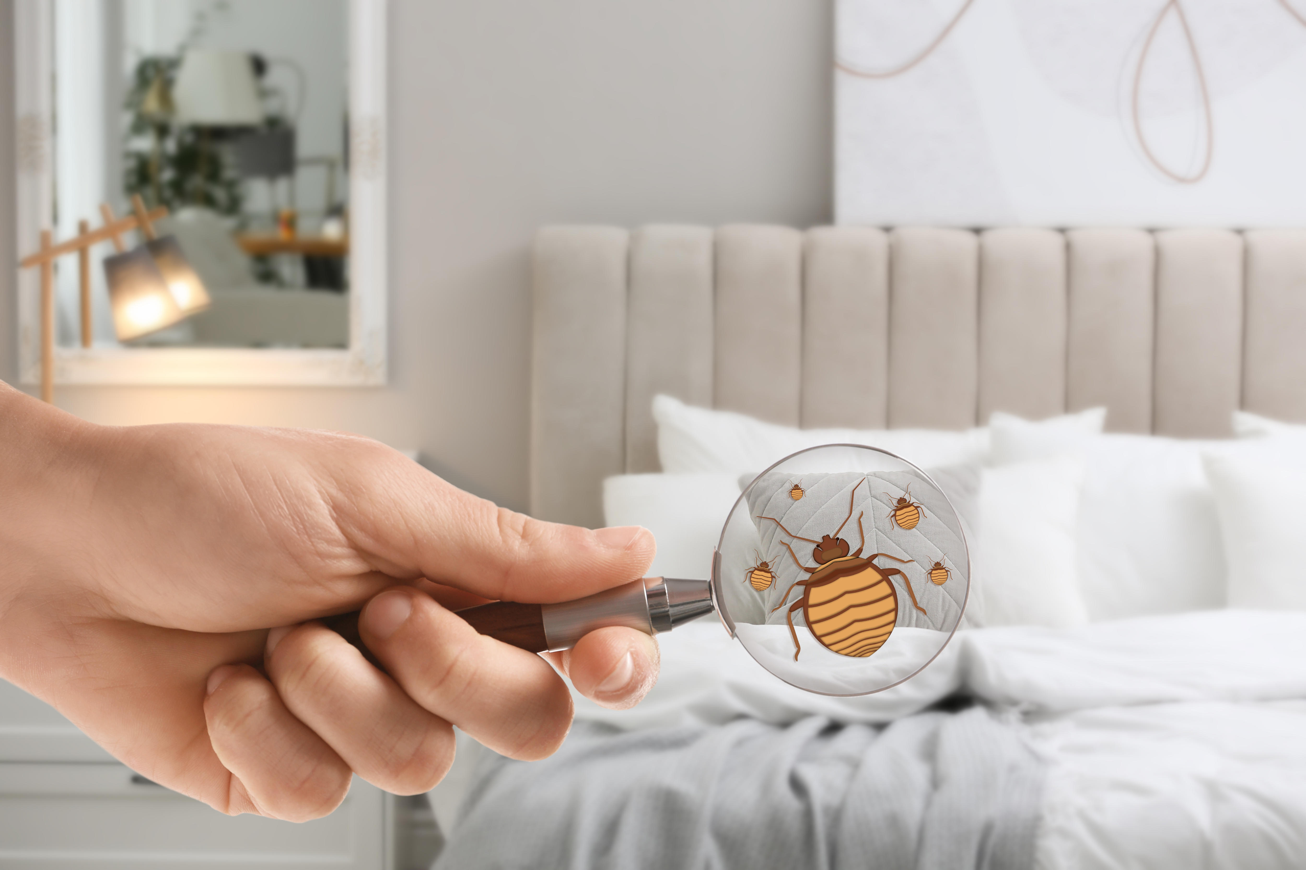 a hand holds a magnifying glass with the picture of a bed bug up to a well made hotel room bed