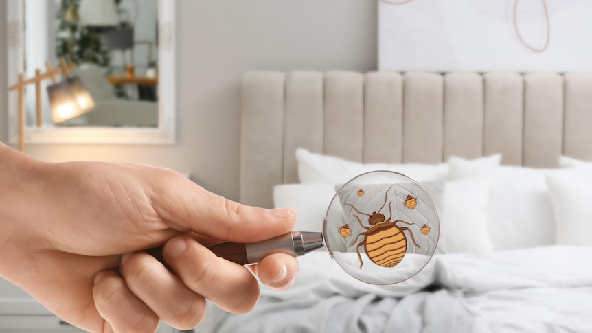 a hand holds a magnifying glass with the picture of a bed bug up to a well made hotel room bed