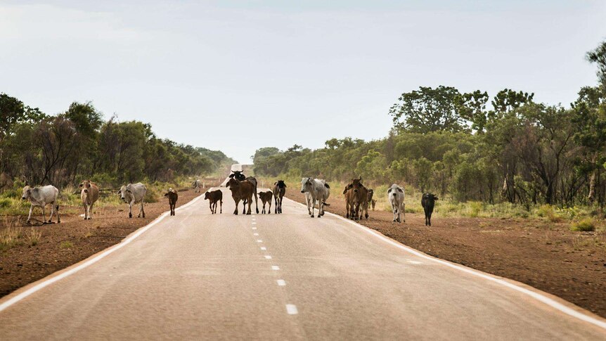 Catlle walk across the Great Northern Highway in the Kimberley.