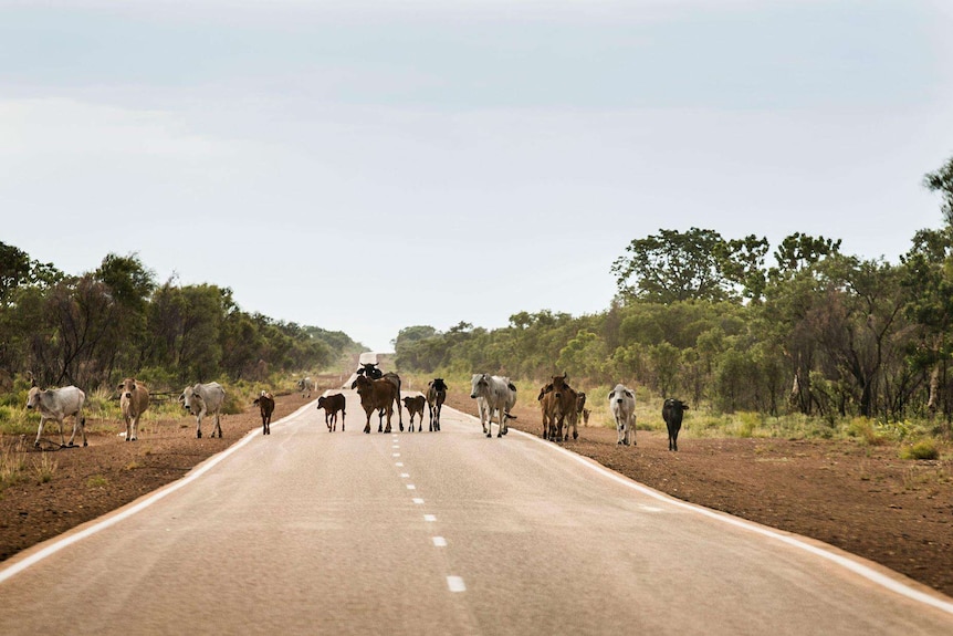 Catlle walk across the Great Northern Highway in the Kimberley.