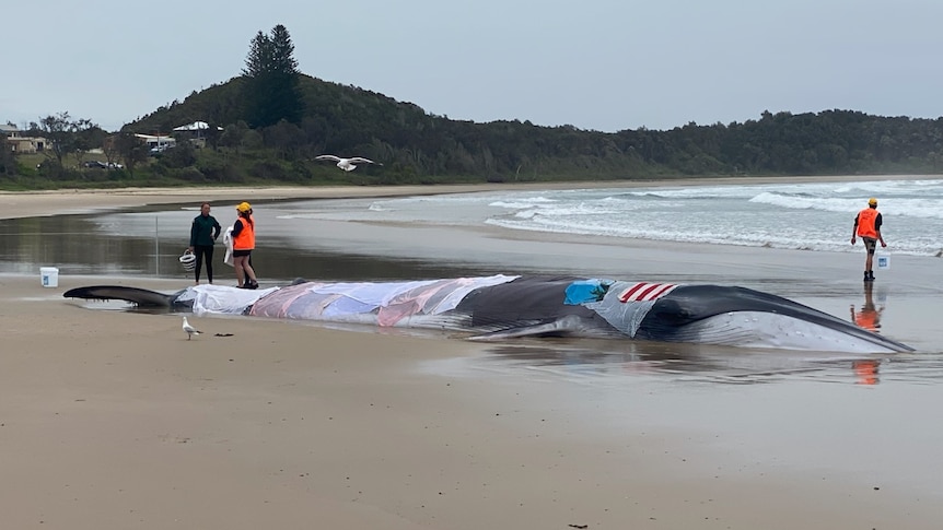 Four people on a beach with buckets and towels as they try to keep a beached whale cool