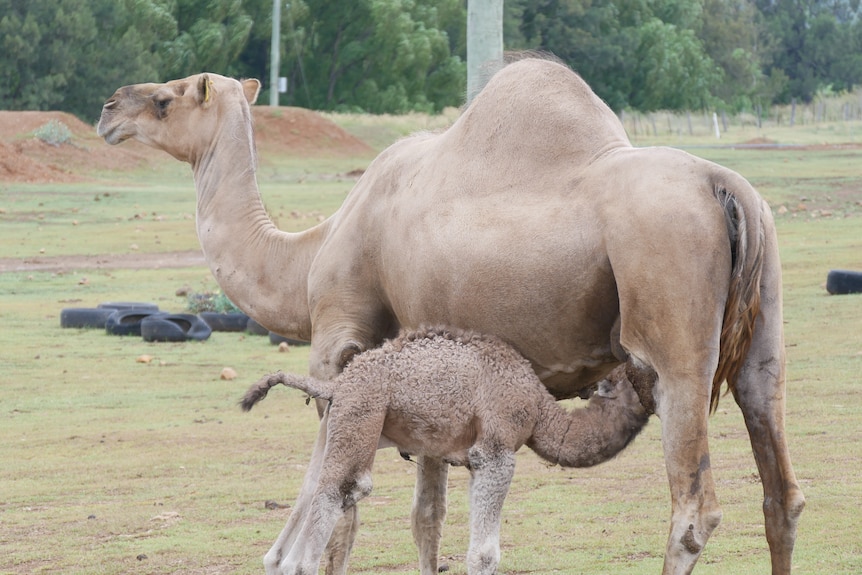 Baby camel drinking milk from its mum on Muswellbrook farm