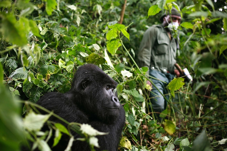 A park ranger wearing a mask walks past a mountain gorilla in the Virunga National Park.
