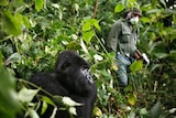 A park ranger wearing a mask walks past a mountain gorilla in the Virunga National Park.