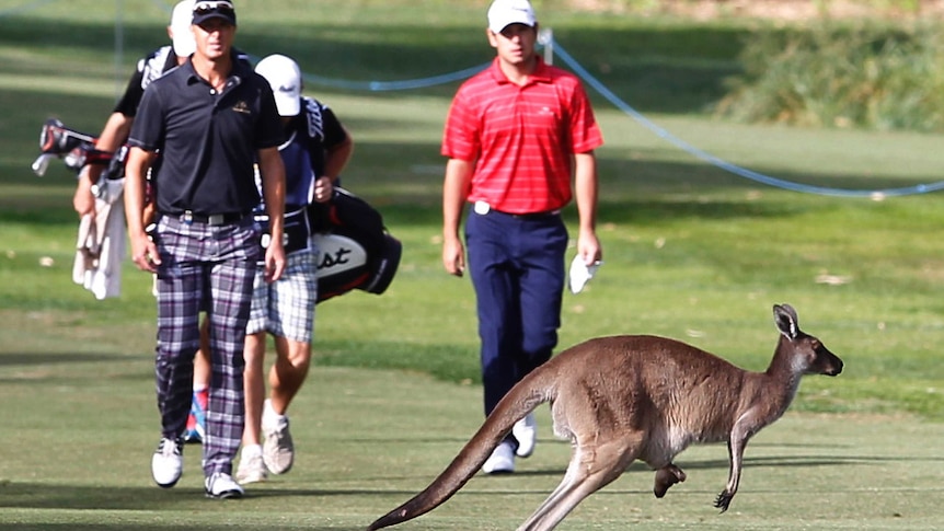 A kangaroo hops across the fairway at the Perth International.