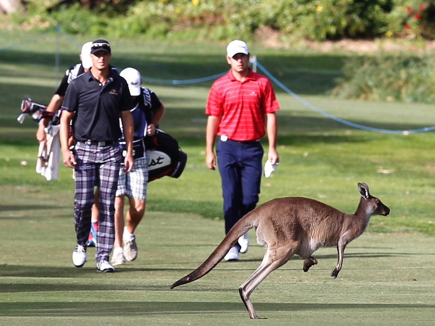 A kangaroo hops across the fairway at the Perth International.