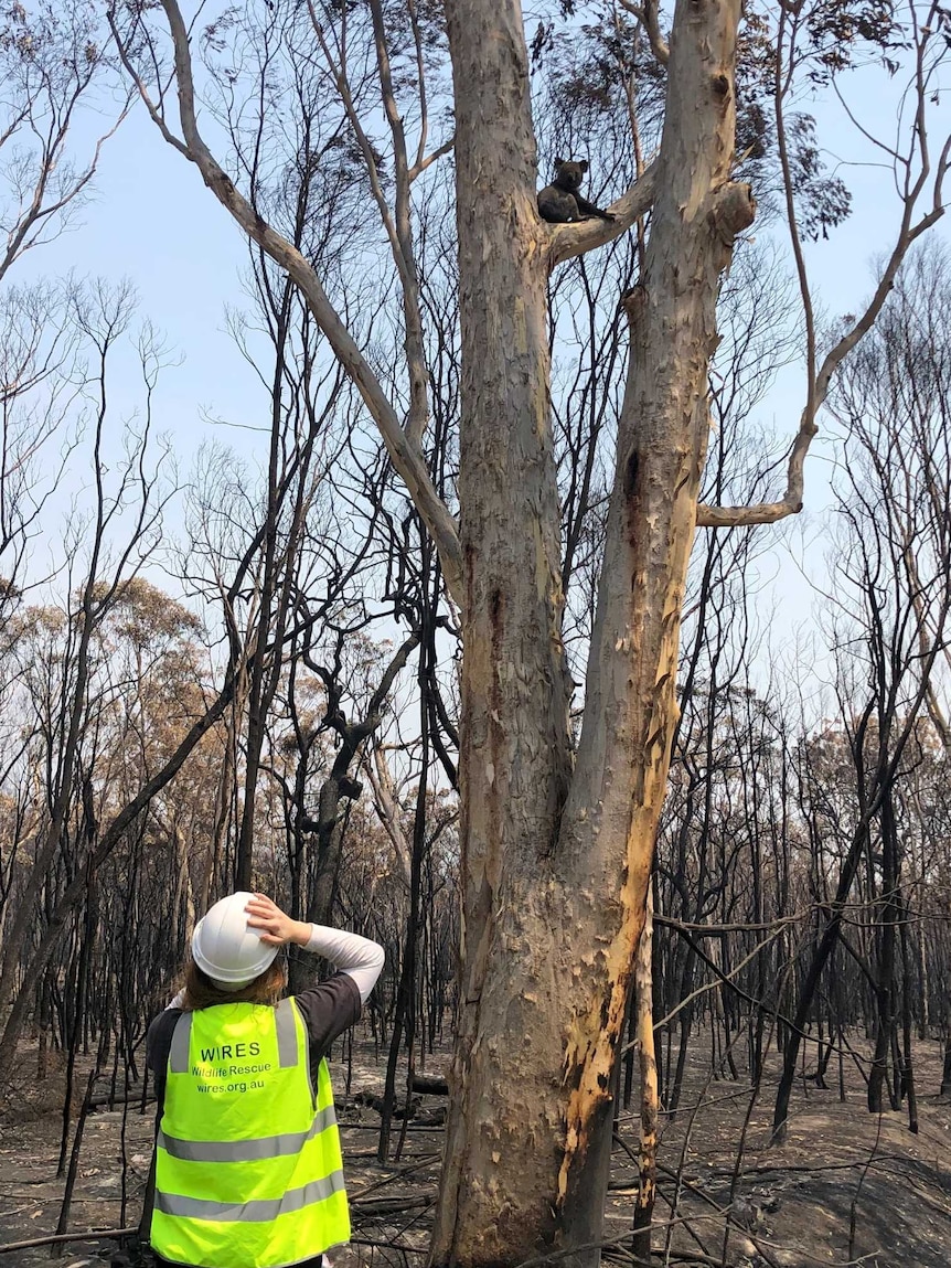 Black bush landscape with small koala sitting on tree branch as woman in high-vis vest and hard hat looks up at it