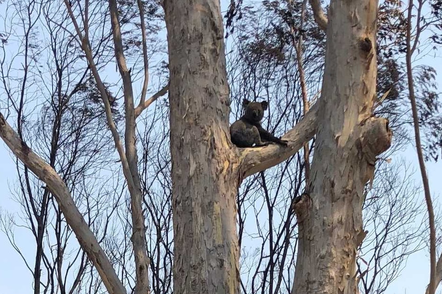 A koala up a burnt out tree.