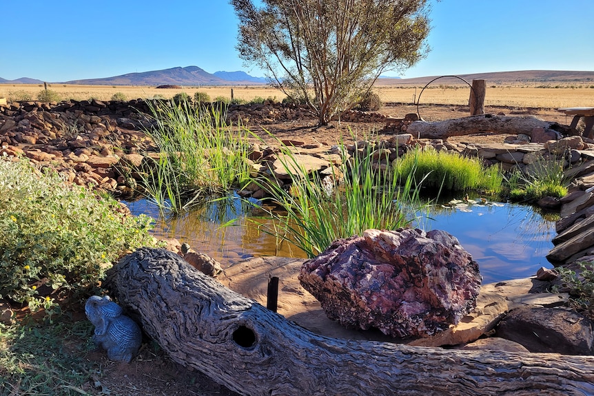 A pond with rocks and plants sits at the edge of desert surrounds.