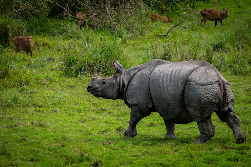 A one-horned rhinoceros runs through a grass field. Smaller deer-like animals in the background.
