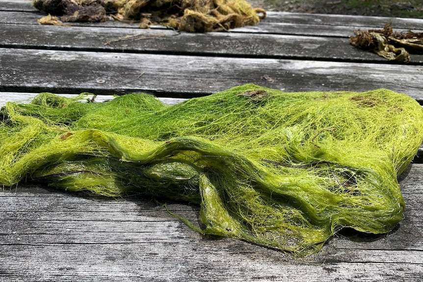 Algae from a south-east Tasmanian beach.