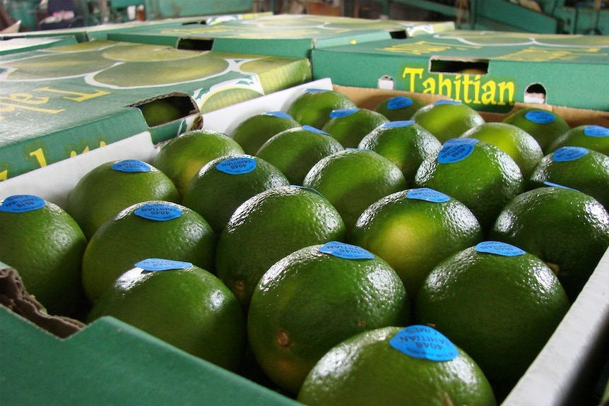Trays of Tahitian limes ready for market