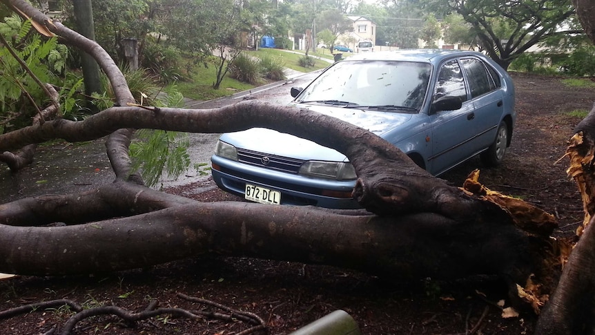 A fallen tree narrowly misses a parked car in the Brisbane suburb of Ashgrove.