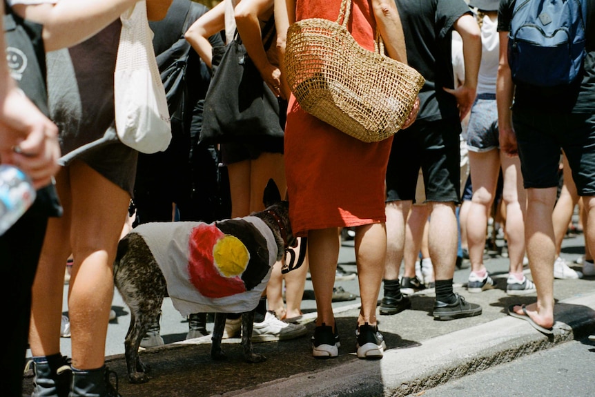 A dog wearing a coat with the Aboriginal flag stands in the crowd at Yabun, 2019.
