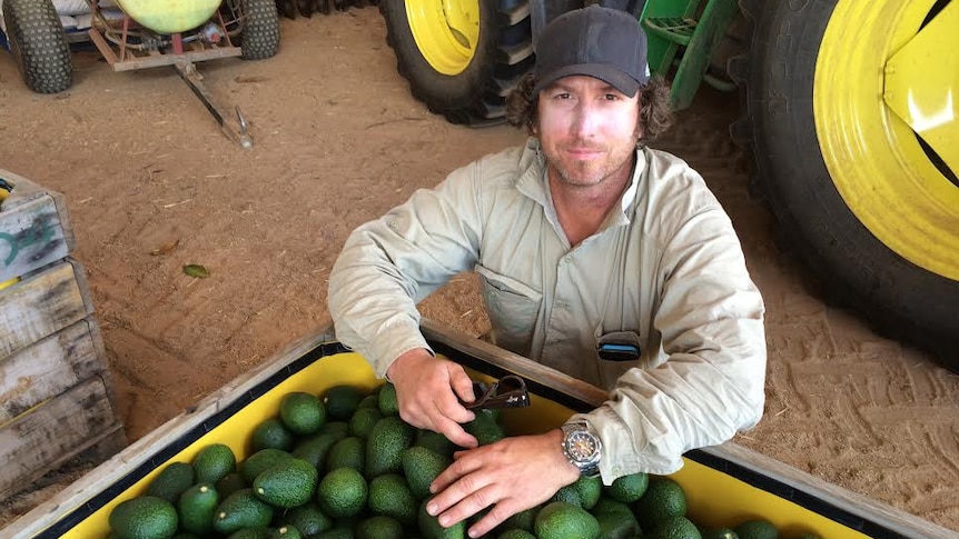 A man sits next to a bin filled with new season avocados.