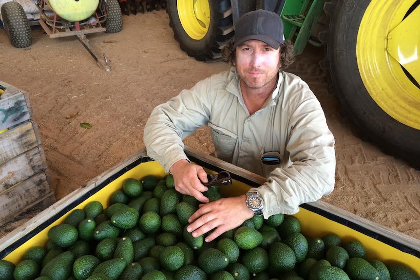 A man sits next to a bin filled with new season avocados.