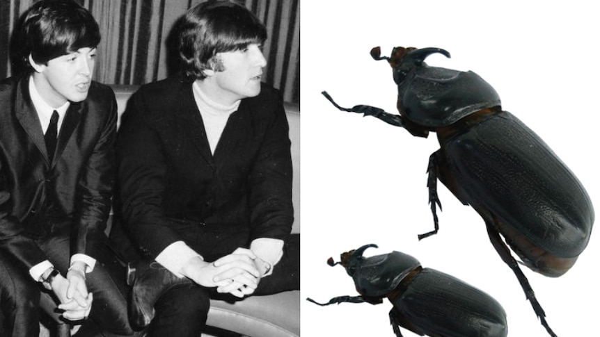 Beatles composite with beetle