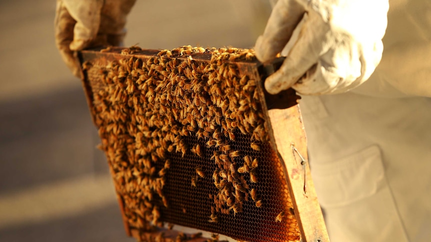 A honeycomb cell is held while an apiarist inspects the hives