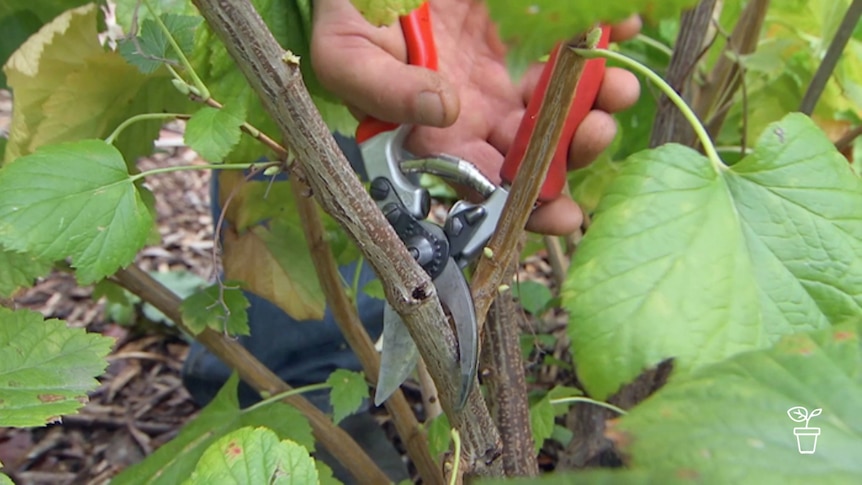 Red-handled secatuers being used to cut stalks from plant