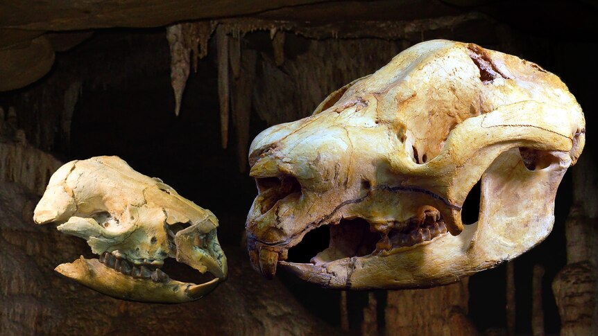 Nimbadon baby and mother. Prehistoric marsupial skulls May 2012