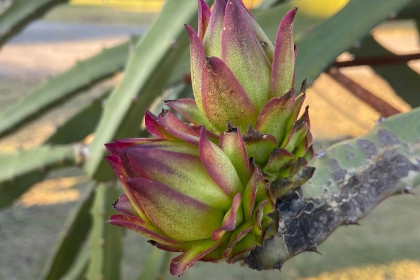 Two green dragon fruits with dark purple tips sitting on the end of a cactus plant.