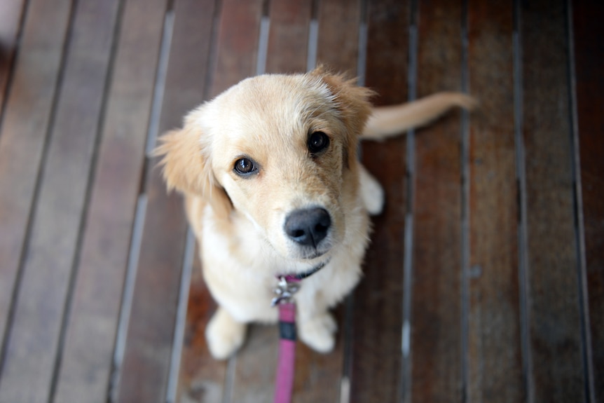 a puppy dog looking up wearing a leash