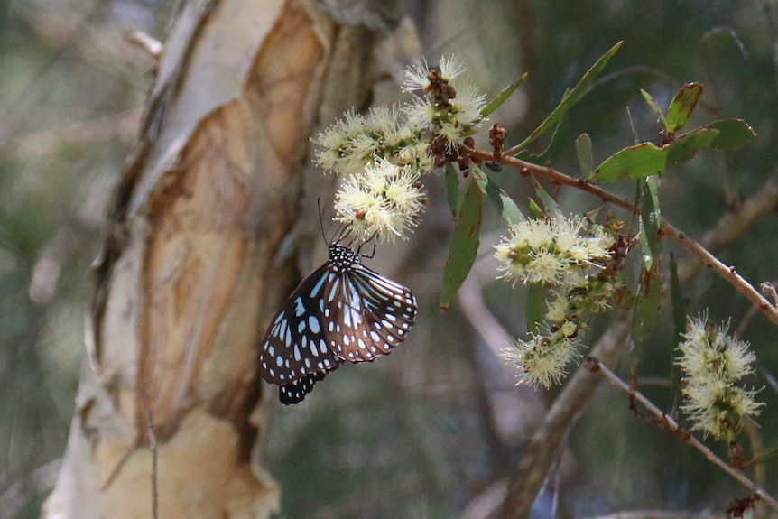 A black butterfly with many blue markings sits on a yellow, native flower