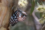 A black butterfly with many blue markings sits on a yellow, native flower