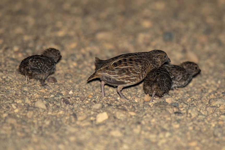 Small chicks, with dark brown flecked feathers, walking with a parent bird.
