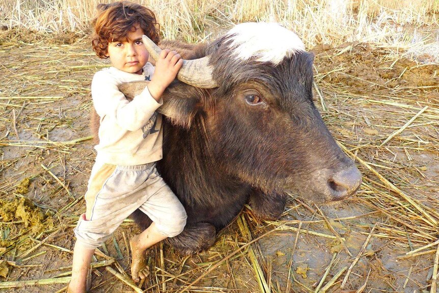 A child sits holding the horns of a buffalo