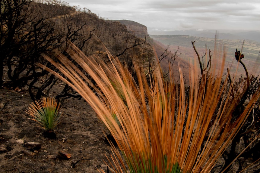 A fan of colour on the top of a grass tree.