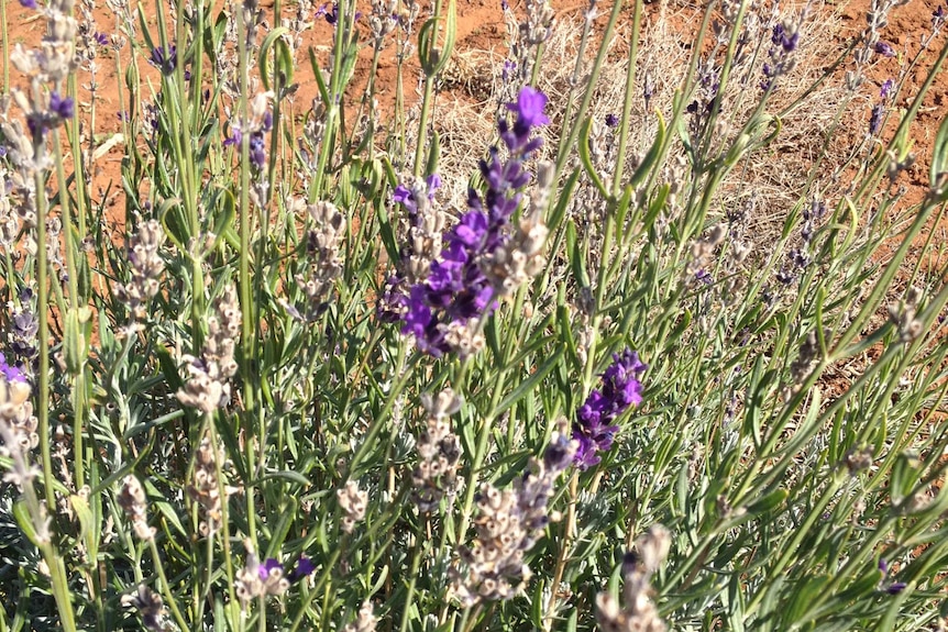 Close up image of an edible lavender plant.