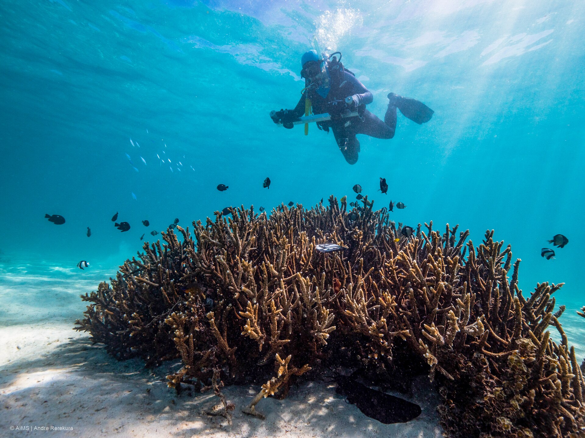 World-famous Ningaloo Reef On Highest Alert Level For Coral Bleaching ...