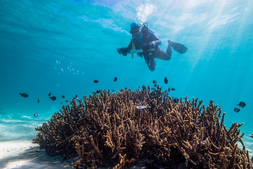 A diver holding an implement above coral at Ningaloo Reef. 