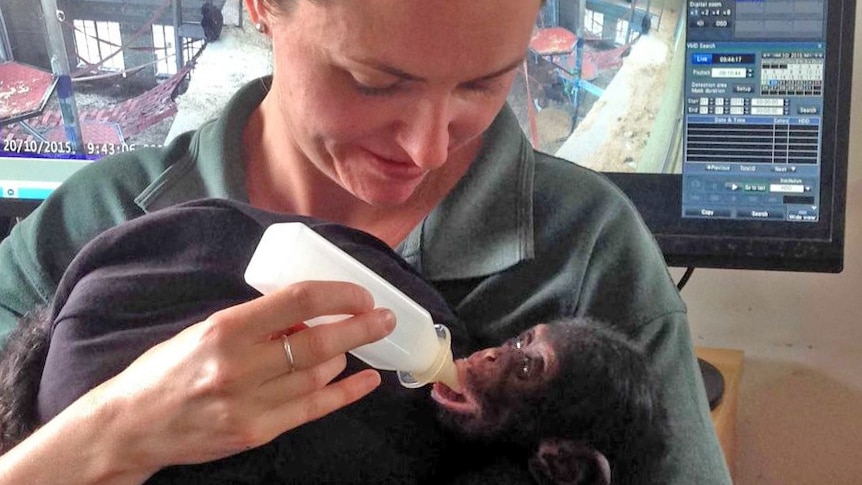 Boon being feed by Monarto Zoo staff