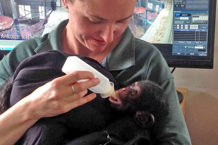 Boon being feed by Monrto Zoo senior primate keeper Laura Hanley