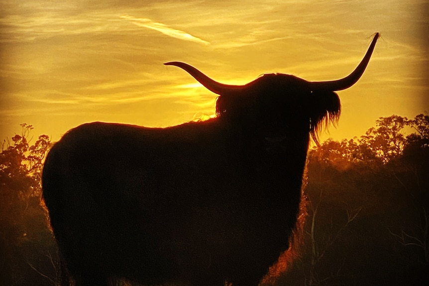A black silhouette of a Highland bull at sunset, an orange sky behind him.