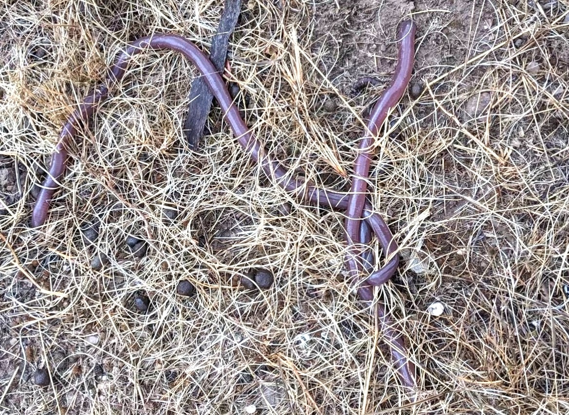 a very long and thick earthworm on the ground