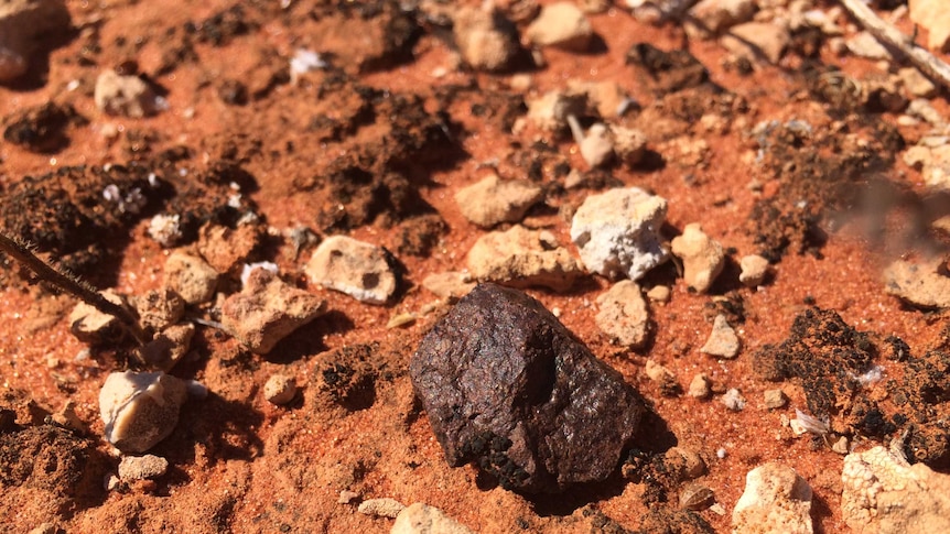 A meteorite in the Nullarbor, found by a group of crowd-funded researchers.