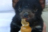 A baby Tasmanian devil feeding on a bottle.