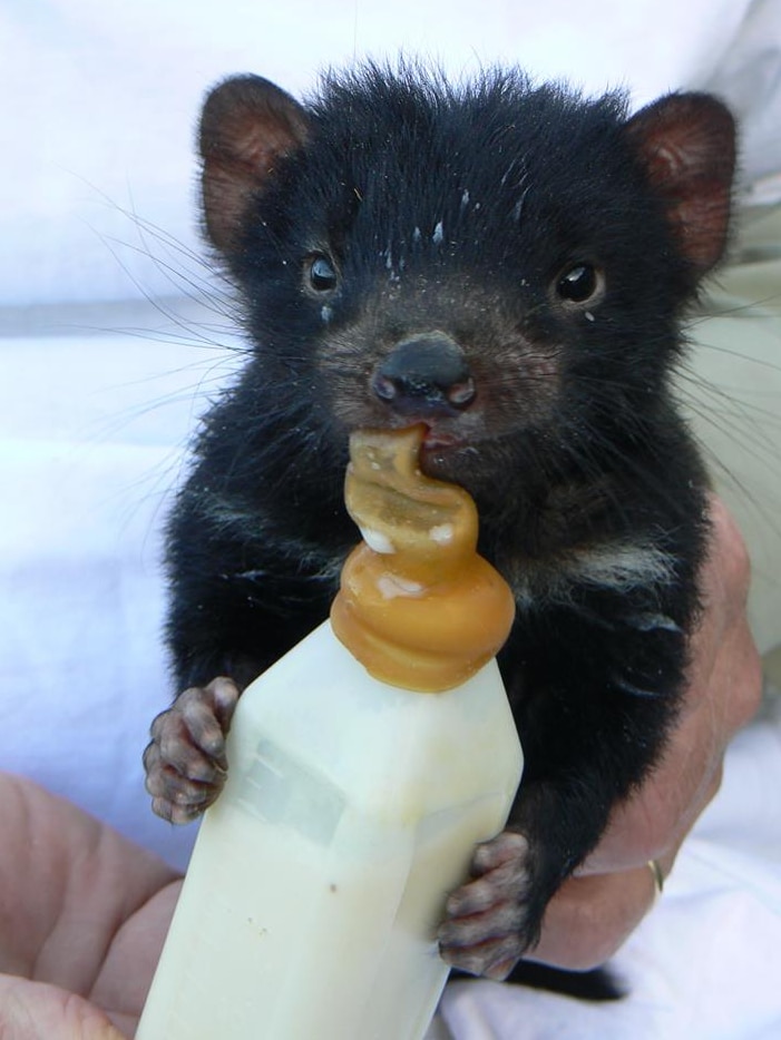 A baby Tasmanian devil feeding on a bottle.