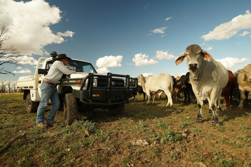Man leaning against white car in paddock full of cows