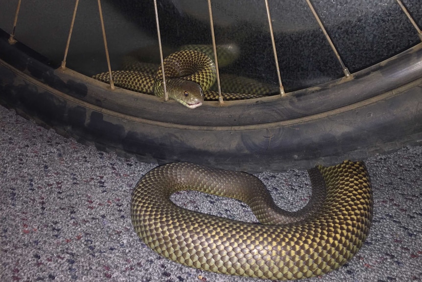 King Brown or Mulga snake curled under a bike tyre