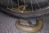King Brown or Mulga snake curled under a bike tyre