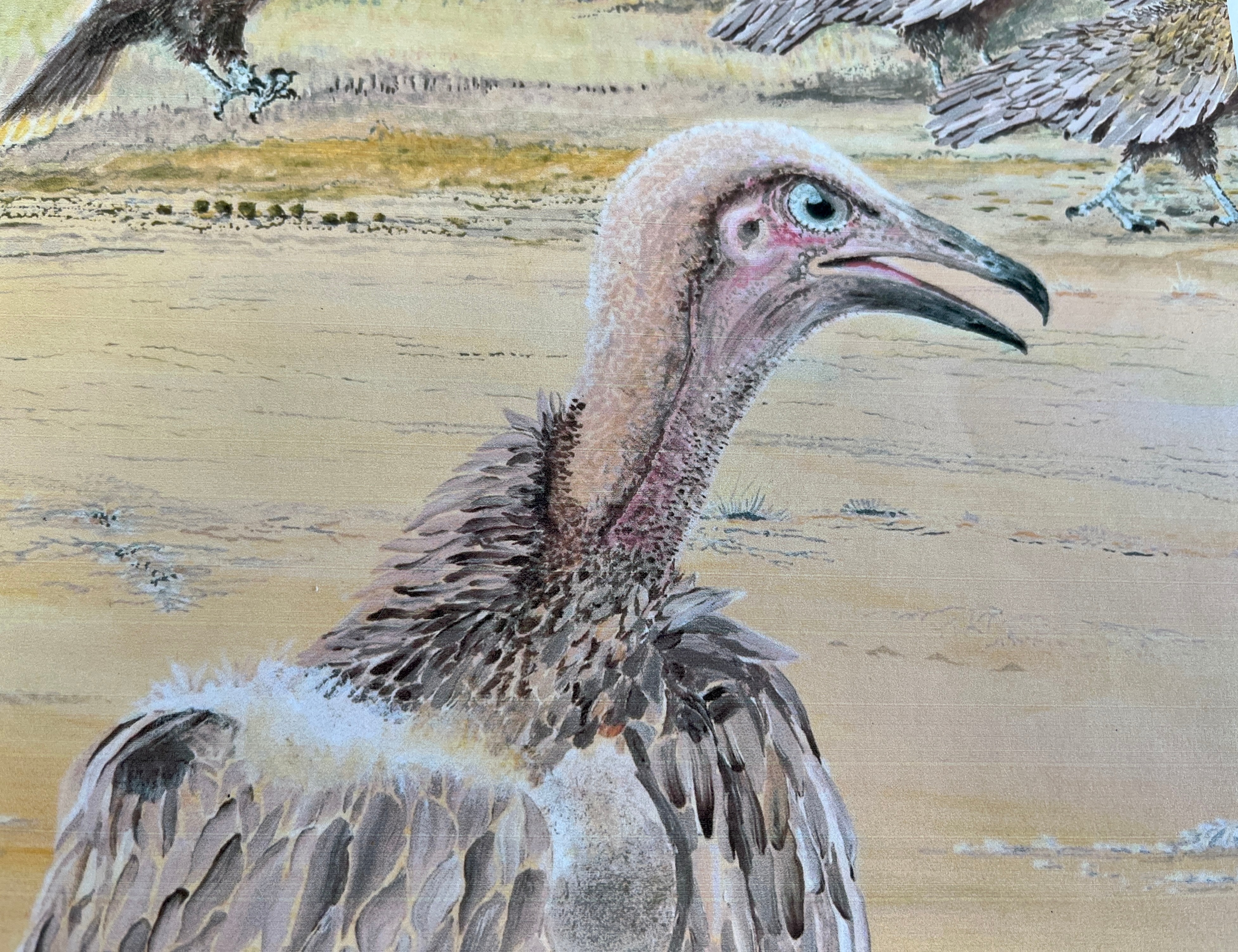 A drawing of a vulture with its mouth sightly open