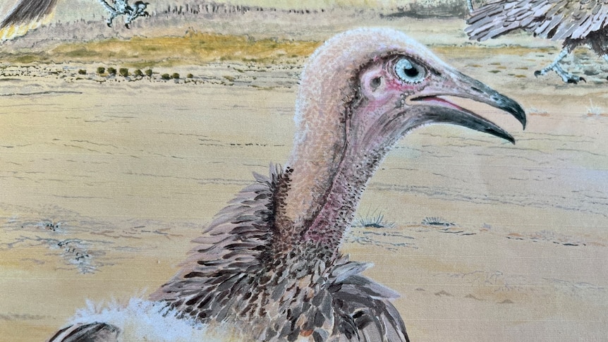 A drawing of a vulture with its mouth sightly open