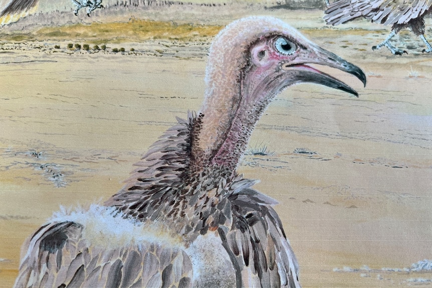 A drawing of a vulture with its mouth sightly open