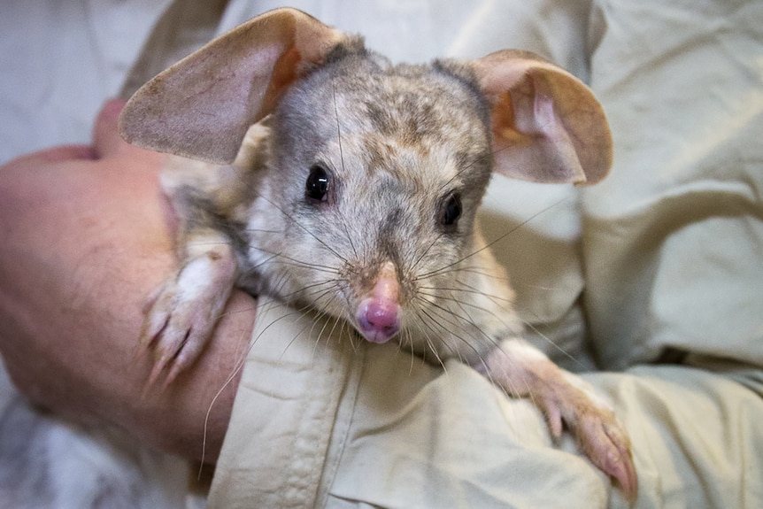 A bilby is cuddled by a human while receiving a health checkup ahead of release into its new enclosure.