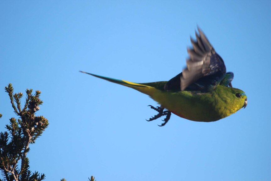 Picture of a parrot in flight