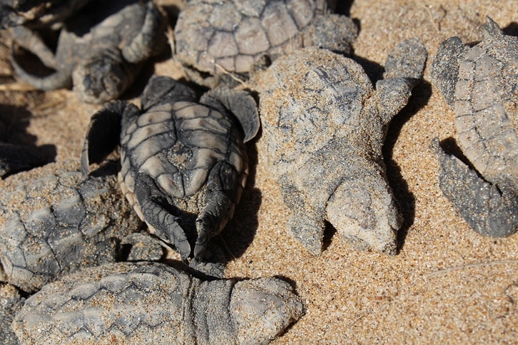 The exact number of turtle deaths is not known at this stage, but it could be in the hundreds.